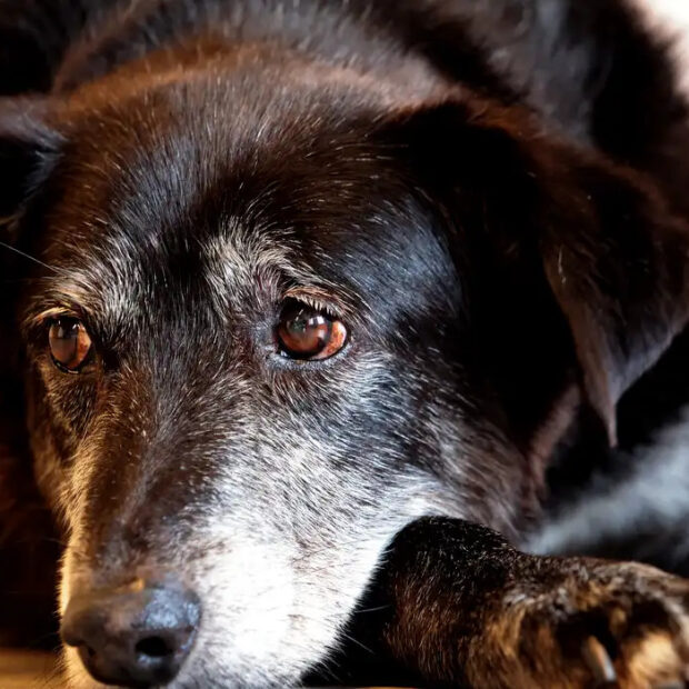 Rio de Janeiro institui núcleo especializado para combater maus-tratos a animais