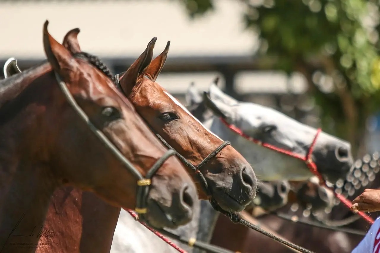 Macaé (RJ) sedia a Exposição Brasileira do Criador de Mangalarga Marchador até 21/3/26