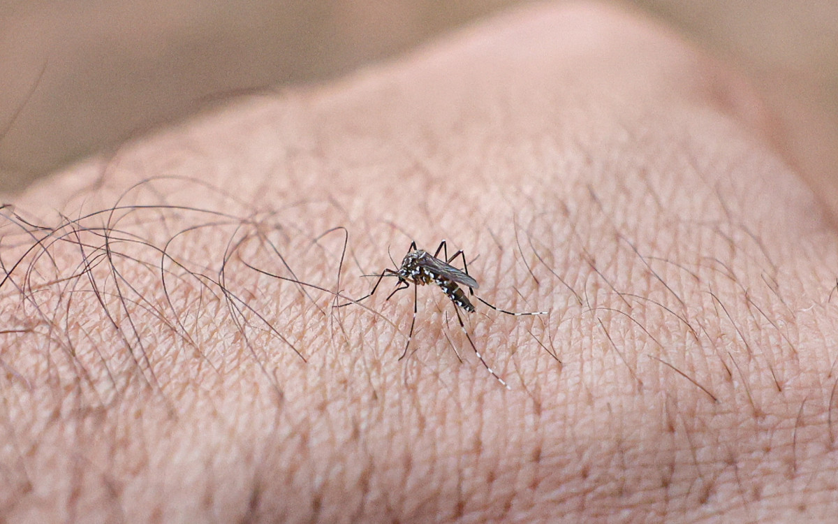 Rio apresenta alta nos casos de chikungunya em 2026