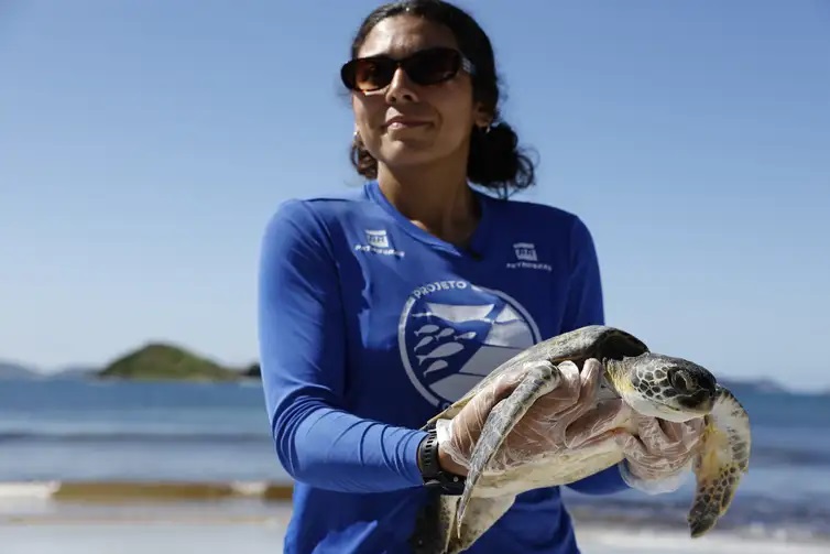 Pesquisa busca identificar origem de tartarugas que vivem em Arraial do Cabo (RJ)