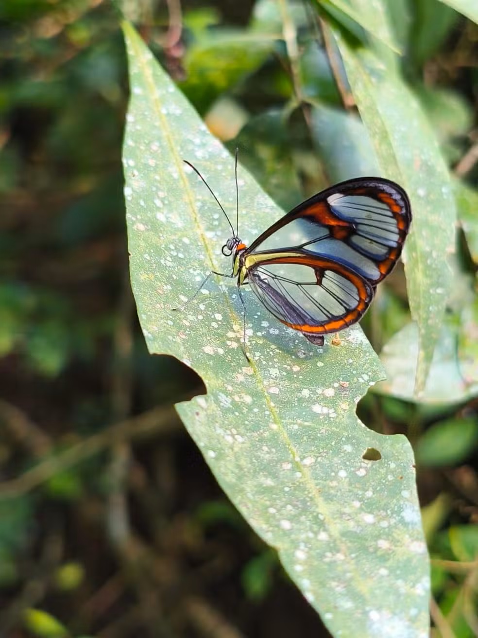 Borboleta de asas transparentes é encontrada em parque estadual de Niterói e indica preservação ambiental