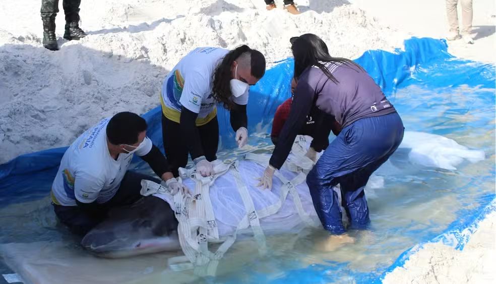 Baleia resgatada em Cabo Frio apresenta evolução clínica e continua em reabilitação em Araruama