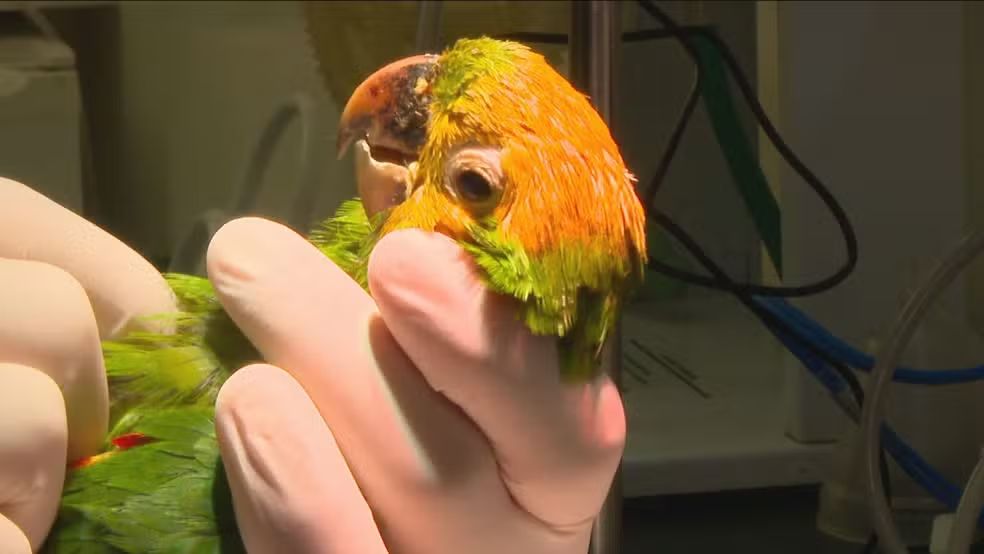 Maritacas são pintadas para parecer papagaios e aumentar lucro do tráfico de animais no Rio de Janeiro