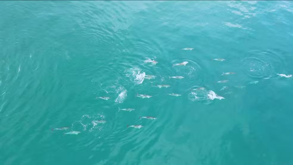 Golfinhos são vistos na Praia da Reserva e chamam a atenção em manhã de águas cristalinas no Rio