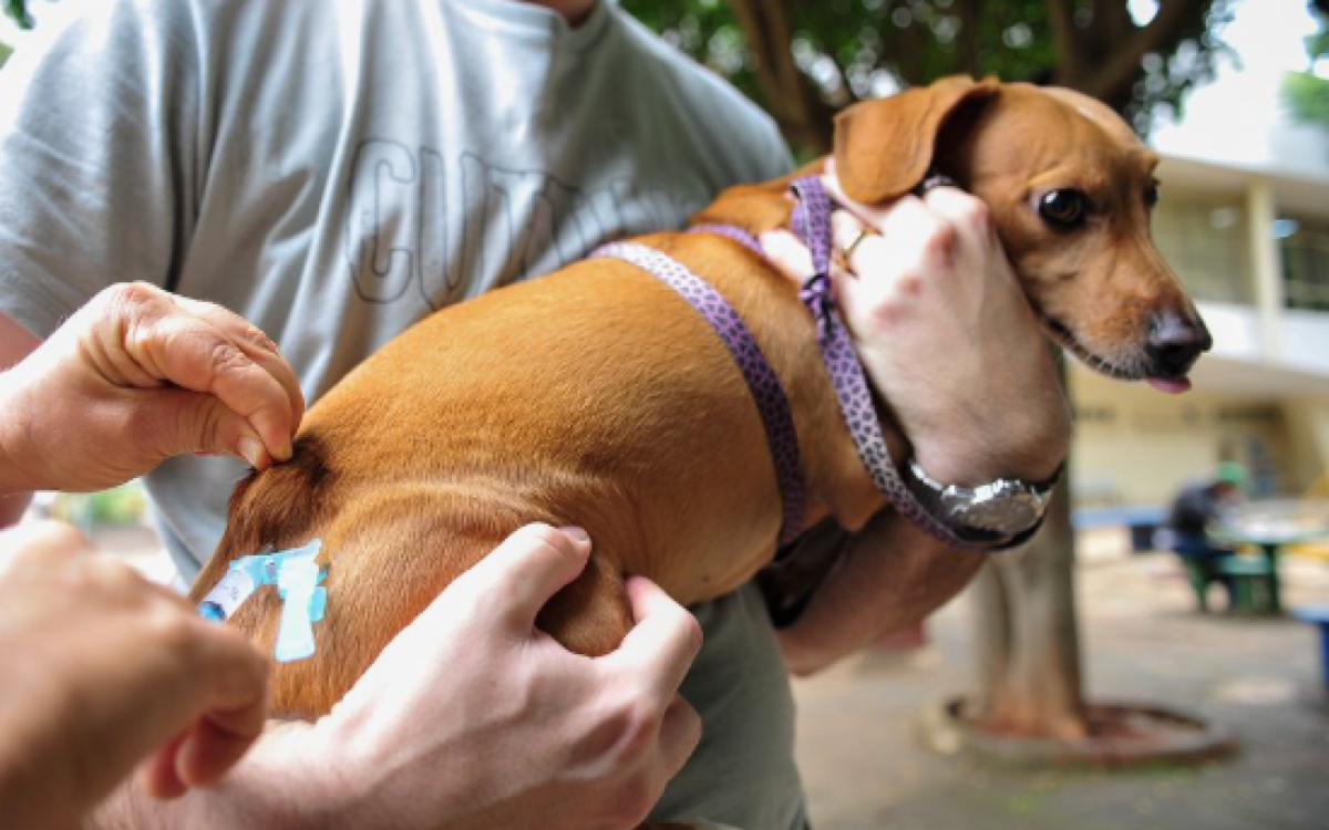 Cabo Frio inicia campanha de vacinação antirrábica para cães e gatos neste sábado (19)